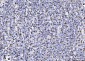 Anti-PCNA Antibody Picoband™ (monoclonal, 2G2)